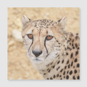 Cara de lo salvaje: La mirada intensa de Cheetah