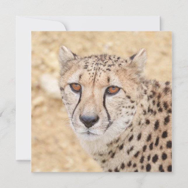 Cara de lo salvaje: La mirada intensa de Cheetah (Anverso)