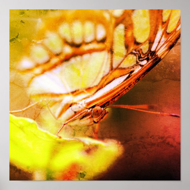 Cara de mariposa cerca de arte angustiado (Frente)