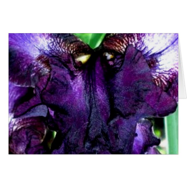 cara de mugre (Anverso (Horizontal))