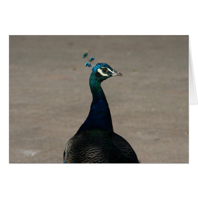 cara de pavo real (Anverso (Horizontal))