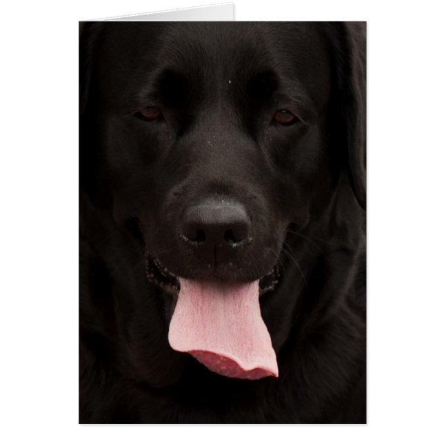 Cara de perro negro (Frente)