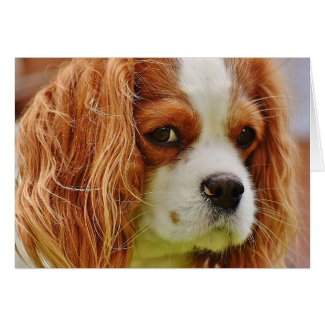 Cara de Rey Charles Spaniel (Anverso (Horizontal))