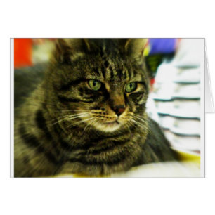 Cara de Tabby con ojos verdes