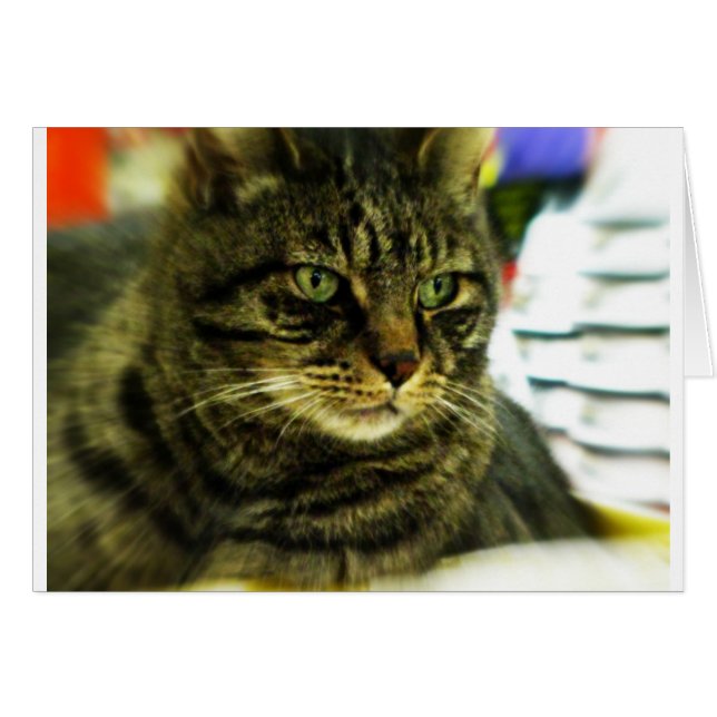 Cara de Tabby con ojos verdes (Anverso (Horizontal))