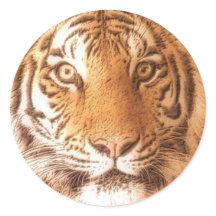 Cara de tigre - Pegatina