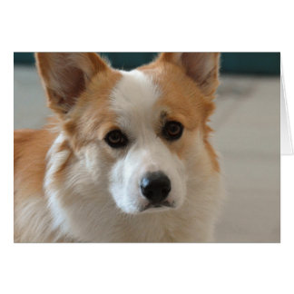 cara del corgi galés del pembroke