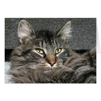 Cara del gato Maine Coon