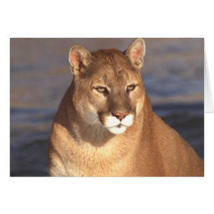 Cara del puma