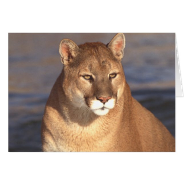 Cara del puma (Anverso (Horizontal))