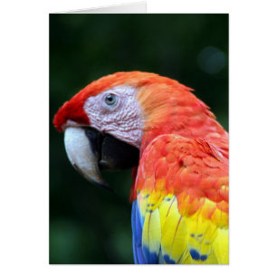 cara escarlata de macao