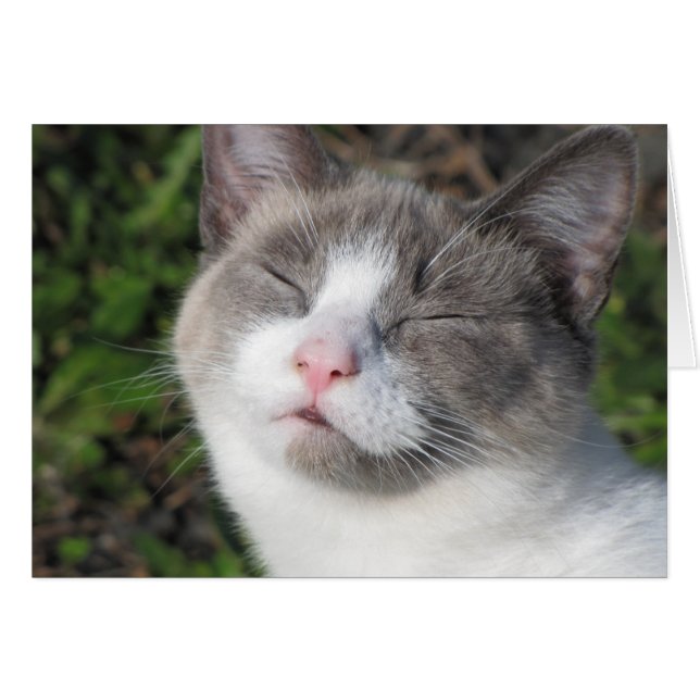 Cara Kitty (Anverso (Horizontal))