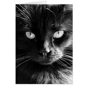 Cara negra de gato, ojos, nariz, sacudidas notas e