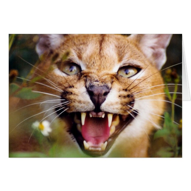 CaracalSassy (Anverso (Horizontal))