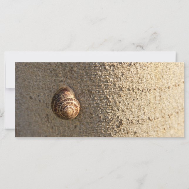 Caracol (Anverso)