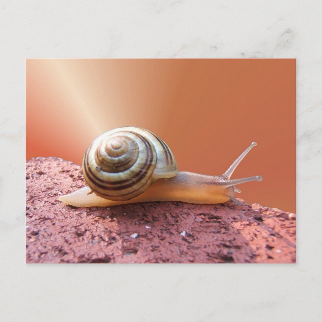 Caracol con raya ~ postal (Anverso)