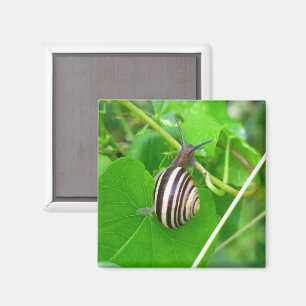 Caracol de tierra a rayas en un imán de hojas