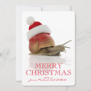 Caracol del navidad