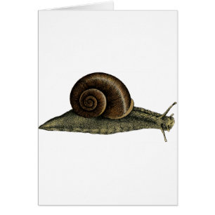 Caracol del vintage