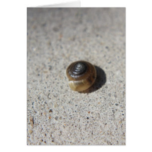 Caracol loco