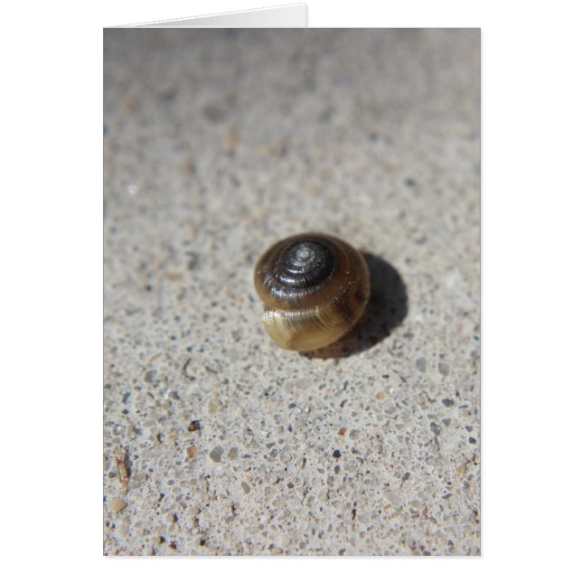 Caracol loco (Frente)