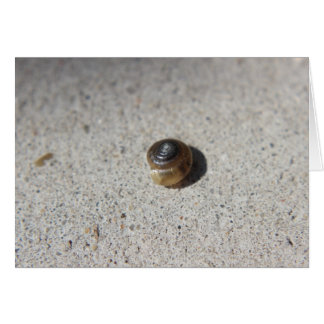 Caracol loco