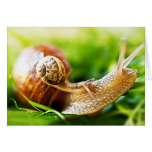 Caracoles