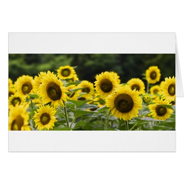 Caras brillantes (Anverso (Horizontal))