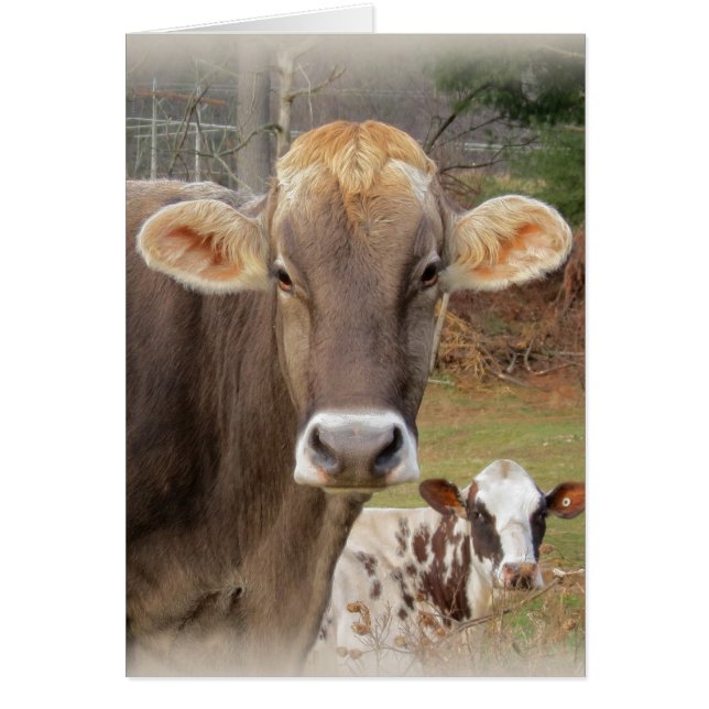 Caras de vaca (Frente)