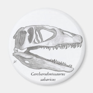 Carcharodontosaurus saharicus cráneo imán