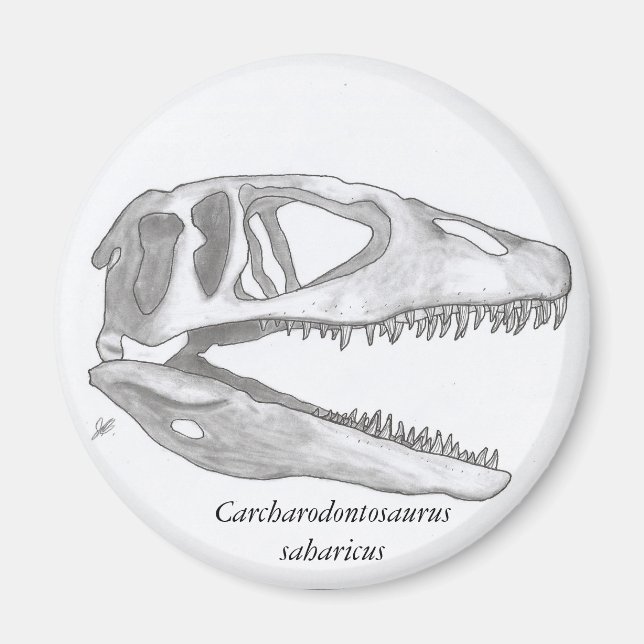 Carcharodontosaurus saharicus cráneo imán (Frente)