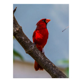 Cardenal 20 x 26,67 Poster brillante