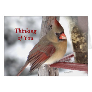 Cardenal 6649 TofY - personalizar