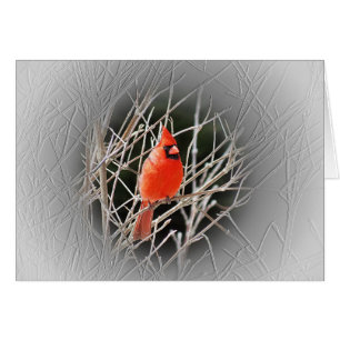 Cardenal centrado - pájaro