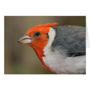 Cardenal con cresta rojo