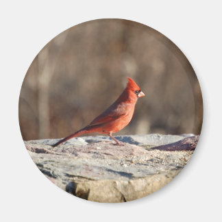 Cardenal de invierno - imán