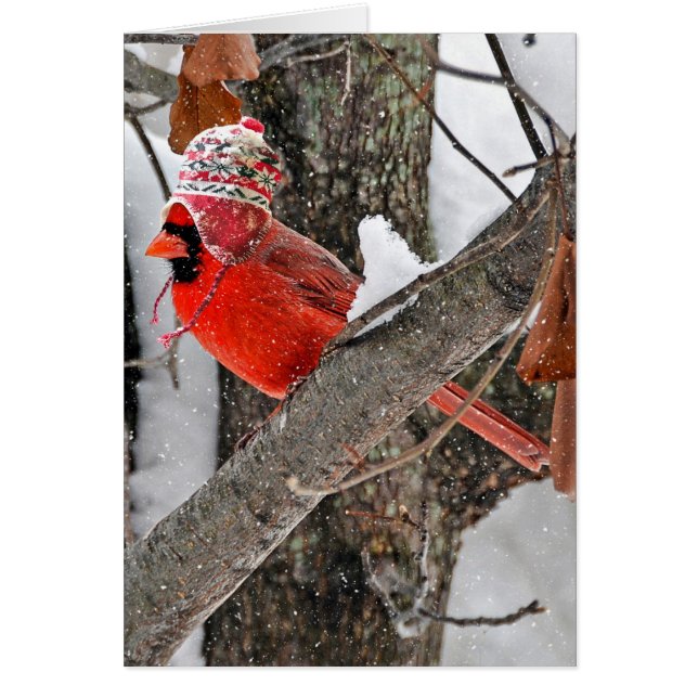 Cardenal de Navidad con gorro de media (Frente)