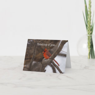 Cardenal De Nieve Pensando En Tu Tarjeta