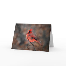 Cardenal de perseverancia en tarjeta de notas de t