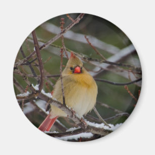 Cardenal de sexo femenino en imán del árbol