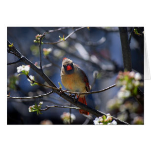 Cardenal de sexo femenino en tarjeta floreciente