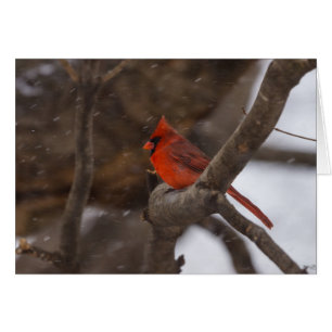 Cardenal de tormenta de nieve