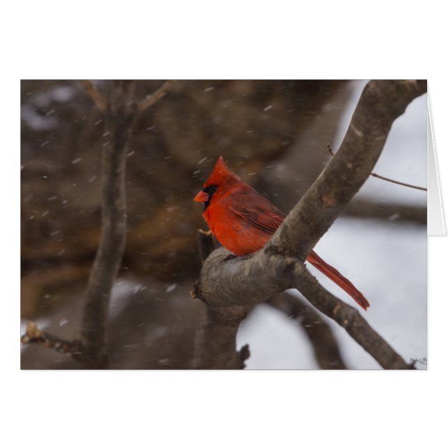 Cardenal de tormenta de nieve (Anverso (Horizontal))