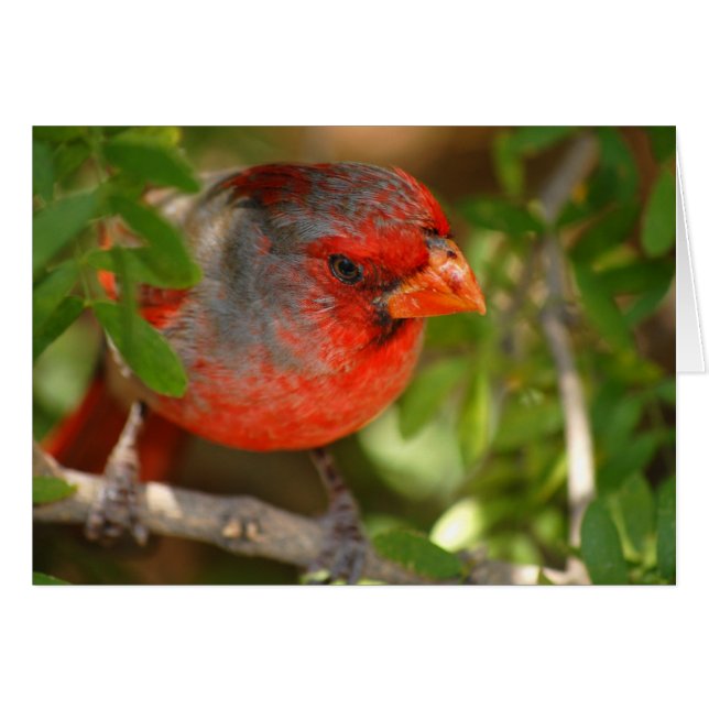 Cardenal del desierto (Anverso (Horizontal))