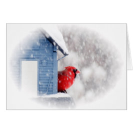 Cardenal del Día de la Nieve - Pájaro