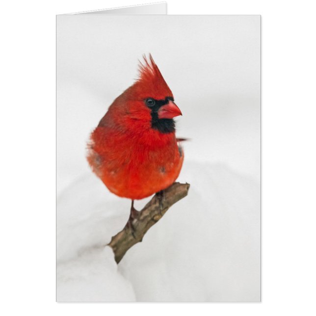 Cardenal del Día de las Nieves (Frente)