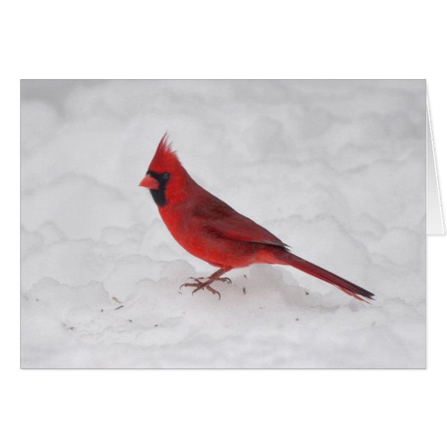 Cardenal del invierno (Anverso (Horizontal))