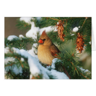 Cardenal del norte en árbol, Illinois