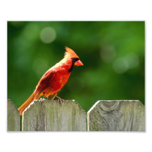 Cardenal del norte en fotografía natural de verano