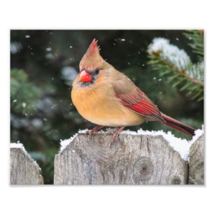 Cardenal del norte en la fotografía de la naturale